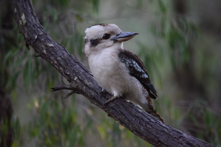 Kookaburra Laughing-005.JPG